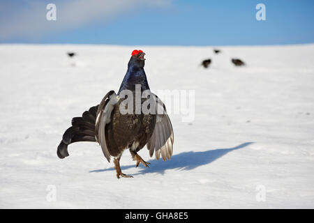 Zoologie/Tiere, Vogel/Vögeln (Aves), Balz der Birkhühner im Frühjahr, Jedes Jahr kämpfen sie auf das gleiche Lied, das dominante Männchen, Chamonix, Frankreich, Additional-Rights - Clearance-Info - Not-Available zu bestimmen Stockfoto