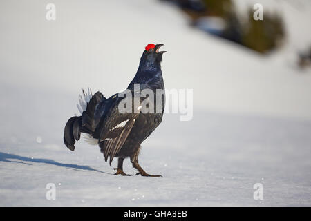 Zoologie/Tiere, Vogel/Vögeln (Aves), Balz der Birkhühner im Frühjahr, Jedes Jahr kämpfen sie auf das gleiche Lied, das dominante Männchen, Chamonix, Frankreich, Additional-Rights - Clearance-Info - Not-Available zu bestimmen Stockfoto