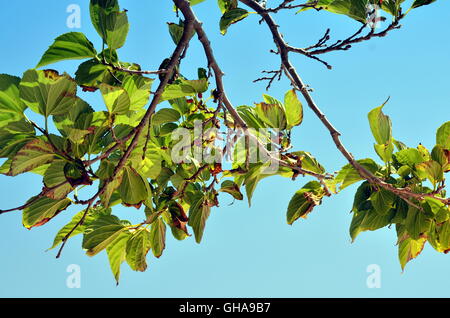 grüne Blätter eines mediterranen Eiche und blauer Himmel Stockfoto