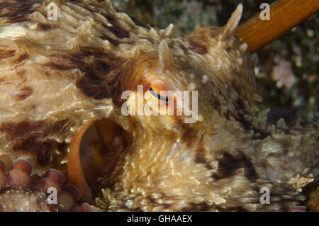 Potrait of Giant Pacific Octopus oder Nordpazifik Riesenkraken (Enteroctopus Dofleini) Nord-Pazifik Stockfoto