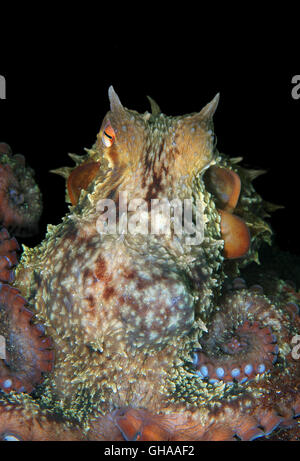 Potrait of Giant Pacific Octopus oder Nordpazifik Riesenkraken (Enteroctopus Dofleini) Nord-Pazifik Stockfoto