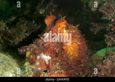 Potrait of Giant Pacific Octopus oder Nordpazifik Riesenkraken (Enteroctopus Dofleini) Nord-Pazifik Stockfoto