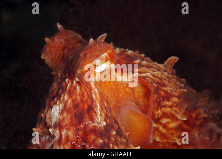 Potrait of Giant Pacific Octopus oder Nordpazifik Riesenkraken (Enteroctopus Dofleini) Nord-Pazifik Stockfoto