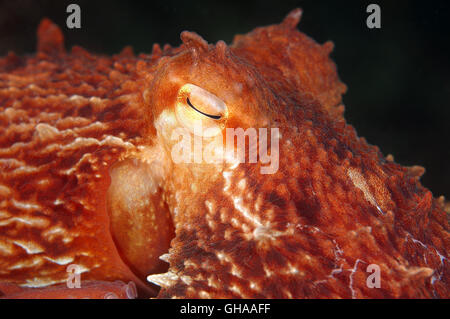 Potrait of Giant Pacific Octopus oder Nordpazifik Riesenkraken (Enteroctopus Dofleini) Nord-Pazifik Stockfoto