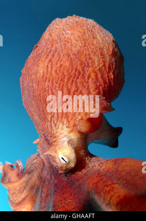 Potrait of Giant Pacific Octopus oder Nordpazifik Riesenkraken (Enteroctopus Dofleini) Nord-Pazifik Stockfoto