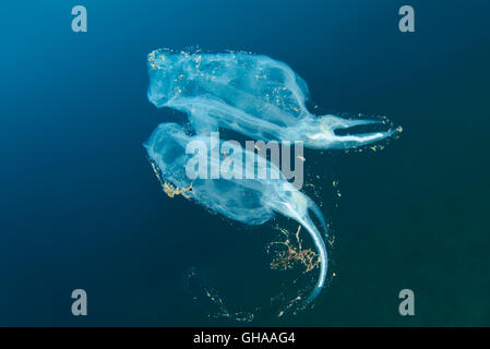 Zwei Salp (Cyclosalpa Bakeri) Meer von Japan, Fernost Stockfoto