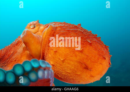 Potrait of Giant Pacific Octopus oder Nordpazifik Riesenkraken (Enteroctopus Dofleini) Nord-Pazifik Stockfoto