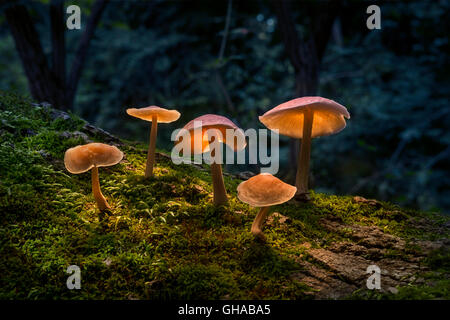 Pilze im Wald mit Lichtschein auf Sie Stockfoto