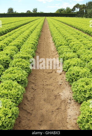 großen Bereich der Kopfsalat angebaut auf Boden mit Sand im Sommer Stockfoto