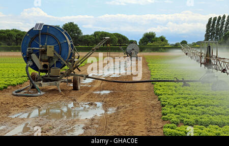 automatisches Bewässerungssystem eines kultivierten Feldes von grünem Salat im Sommer Stockfoto