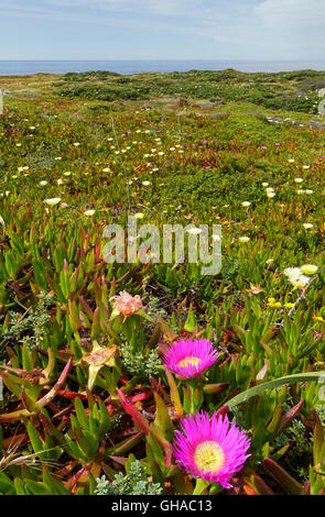 Im Sommer blühende Küste mit Khoi Blumen (bekannt als Pigface, Ice-Werk). Stockfoto