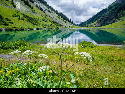 Ligusticum Porteri; Loveroot; Apiaceae; Petersilie-Familie; Emerald Lake; Gothic Mountain (R) & Avery Peak (L) Darüber hinaus; Colorado Stockfoto