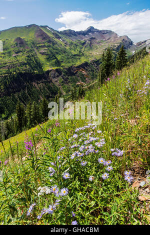 Erigeron Divergens; Gänseblümchen; Familie der Asteraceae; Sonnenblume; Ansicht West aus Schiefer River Road in Richtung Purple Mountain; Colorado; USA