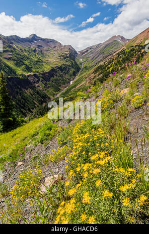 Aspen Sonnenblumen; nördlich von Schiefer River Road in Richtung Purple Mountain View; Gunnison NAT ' l. Wald; Crested Butte; Colorado; USA Stockfoto