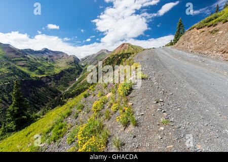 Aspen Sonnenblumen; nördlich von Schiefer River Road in Richtung Purple Mountain View; Gunnison NAT ' l. Wald; Crested Butte; Colorado; USA Stockfoto