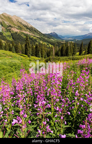 Weidenröschen; Epilobium Angustifolium; Chamerion Angustifolium; südlich von Schiefer River Road in Richtung Haubenmeise Butte Mountain anzeigen Stockfoto