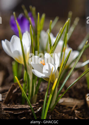 Weiße Krokusse blühen im Sonnenschein mit braunen Mulch unter Stockfoto