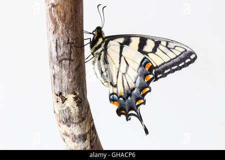 Ein frisch geschlüpfte männliche Eastern Tiger Schwalbenschwanz Schmetterling (Papilio Glaucus) ruht auf einem Stück Treibholz, Indiana, USA Stockfoto