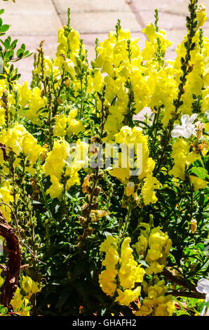 Gelbes Löwenmaul Antirrhinum majus Stockfoto