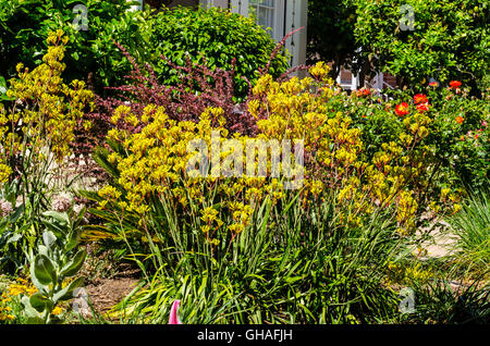 Anigozanthos Flavidus (Blume ergibt ungefähr sechs Fuß) Stockfoto