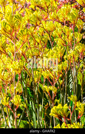 Anigozanthos Flavidus (Blume ergibt ungefähr sechs Fuß) Stockfoto