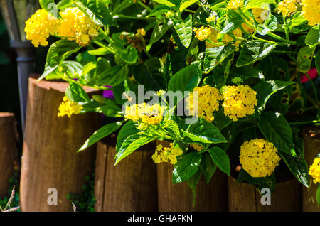 So glücklich wächst in voller Sonne gelb Lantana Stockfoto