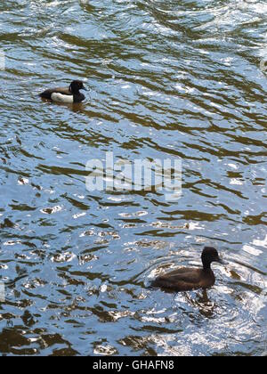 Eine männliche und weibliche Reiherenten (Aythya Fuligula) auf dem Fluss bei Ashford-in-the-Water, Derbyshire, UK Stockfoto