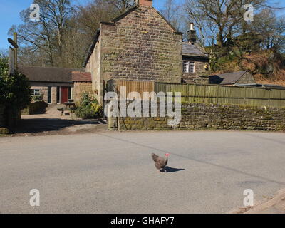 Warum hat das Huhn die Straße? Ein Huhn beim Überqueren der Straße außerhalb der Druide Inn, Birchover, Derbyshire. Stockfoto