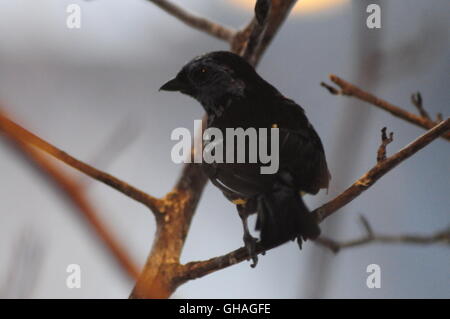 Vögel, die auf die nationalen Voliere in Pittsburgh PA August 2016 getroffen Stockfoto