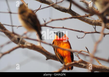 Vögel, die auf die nationalen Voliere in Pittsburgh PA August 2016 getroffen Stockfoto