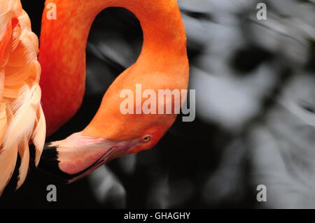 Pink Flamingo Pflege an die nationalen Voliere in Pittsburgh PA August 2016 Stockfoto