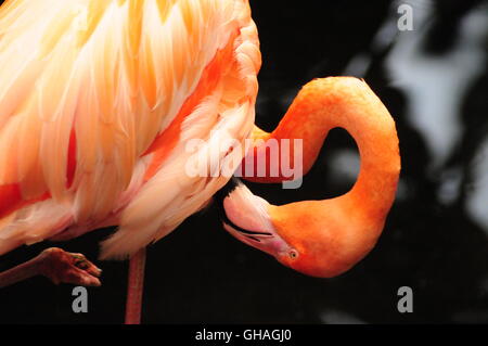 Pink Flamingo Pflege an die nationalen Voliere in Pittsburgh PA August 2016 Stockfoto