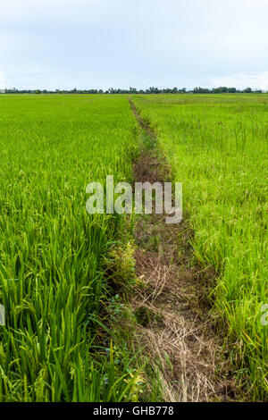 Endlose Spaziergang Weg in einer Paddy Reis Feld Plantage in bedecktem Himmel Stockfoto