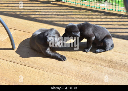 Schwarze Labrador Welpen auf der Terrasse in der Sonne spielen Stockfoto