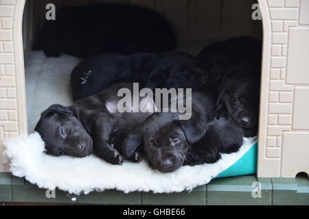 Schwarze Labrador Welpen schlafen im außen Haus Stockfoto