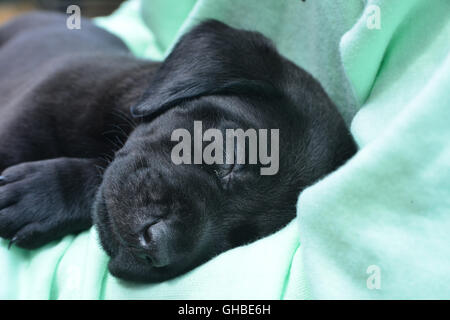 Schwarze Labrador Welpen schlafen in armen Stockfoto