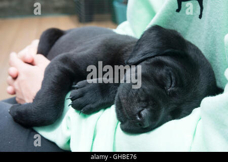 Schwarze Labrador Welpen schlafen in armen Stockfoto