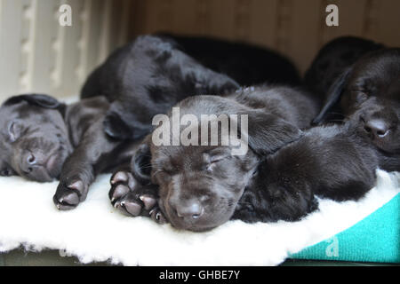 Schwarze Labrador Welpen schlafen auf Belag alle zusammen Stockfoto