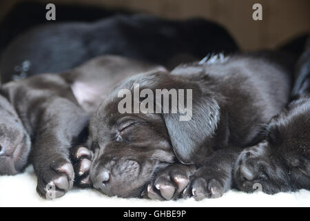 Schwarze Labrador Welpen schlafen auf Belag zusammen in einem Paket Stockfoto