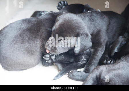 Schwarze Labrador Welpen ruht auf Belag mit ihrer Zunge heraus Stockfoto