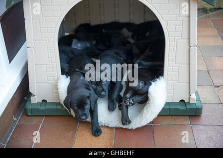 Haus voller schwarzer Labrador Welpen Stockfoto