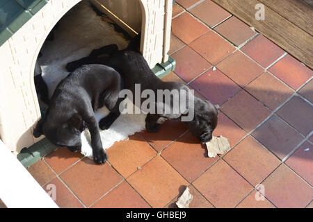 Schwarze Labrador Welpen ruht auf Belag in ihrem Haus Stockfoto