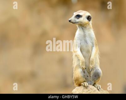 Niedlichen Erdmännchen (Suricata Suricatta) auf Stein bewacht sein Revier. Die Erdmännchen mit braunen Sandstrand oder Wüste Hintergrund und Kopie spac Stockfoto