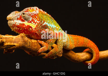 Nahaufnahme von einem Pantherchamäleon (Furcifer Pardalis) Klettern eine Filiale. Eingeborener nach Madagaskar Stockfoto