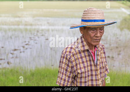 Ältere Thai Reisbauer trägt einen Hut und blickte mit einem Reisfeld im Hintergrund Stockfoto