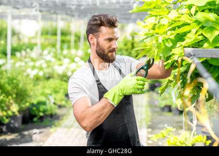 Gärtner einen Baum beschneiden Stockfoto