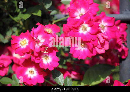 Lila Hundsrose Blüten mit gelben Blütenstempel Stockfoto