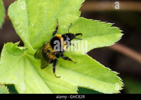 Garten Bumblebee Bombus Hortorum auf einem Blatt Stockfoto