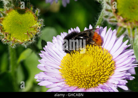 Rotschwanz-Bumblebee Bombus Lapidarius Erwachsenen Arbeiter Fütterung auf Meer Daisy Blume Stockfoto