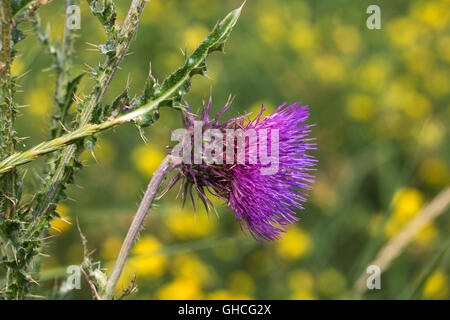 Nickende Distel oder nicken Distel (Blütenstandsboden Nutans); Nahaufnahme der Blüte Stockfoto